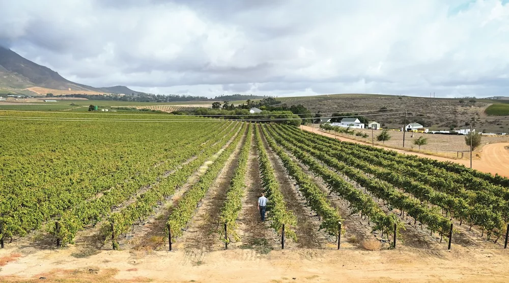 Les vignes de Knolfontein
