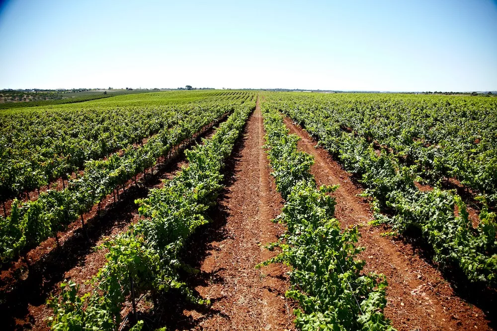 Les raisins de la coopérative