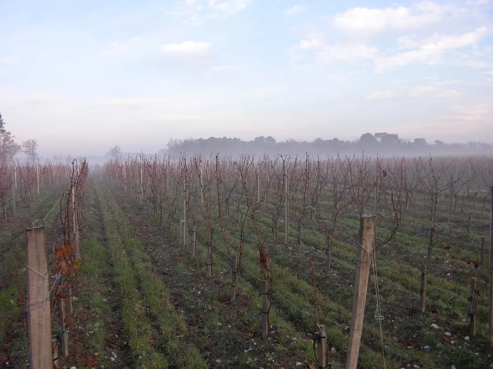 The sandy soils in Biston-Brillette&rsquo;s vineyards