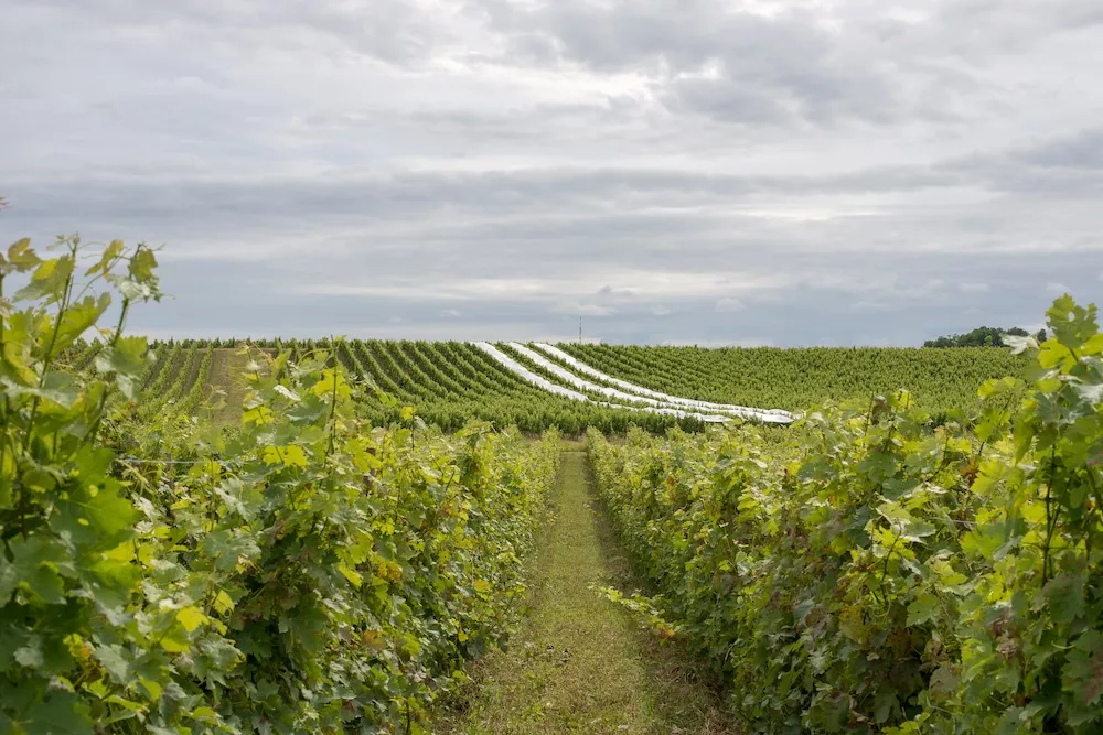 The Bouey family owns 52 hectares in the M&eacute;doc.