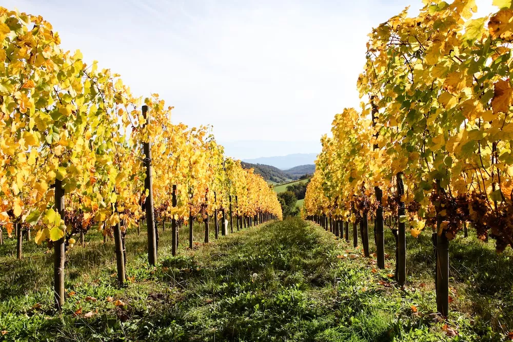 Domaine Nigri&rsquo;s vineyards are home to a distinctive range of Pyrenean grape varieties