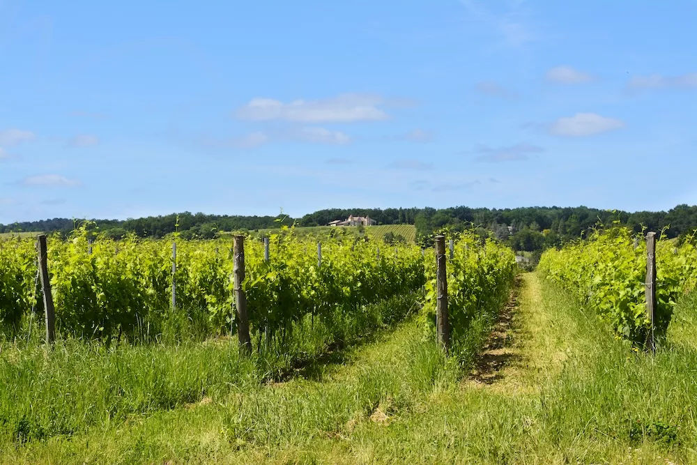Buzet&rsquo;s vineyards are divided into 4,200 basic units