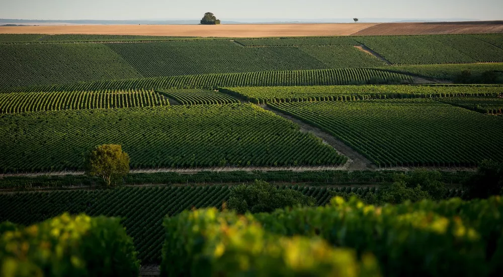 The Vineyards at Domaine Angst
