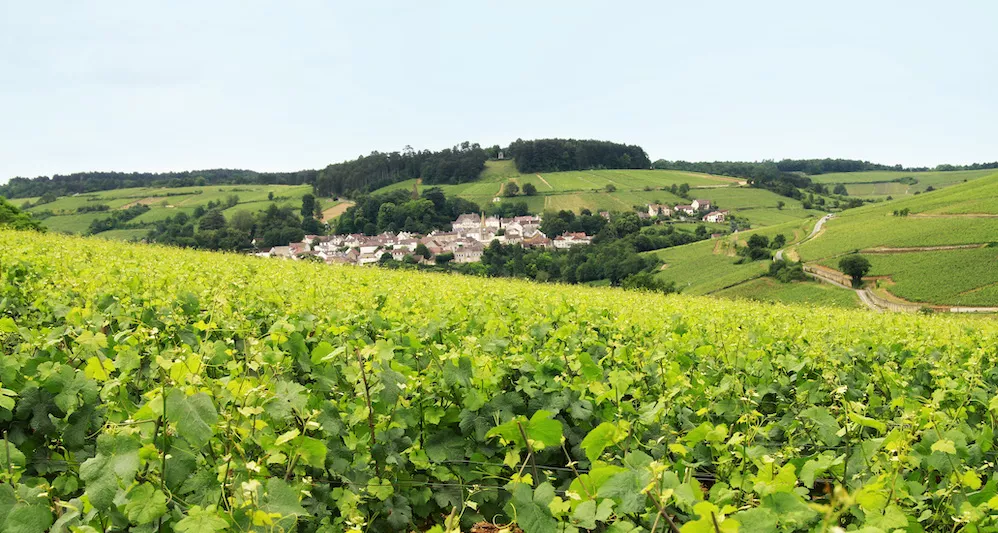 A superb location for growing wines at Domaine Jean F&eacute;ry & Fils
