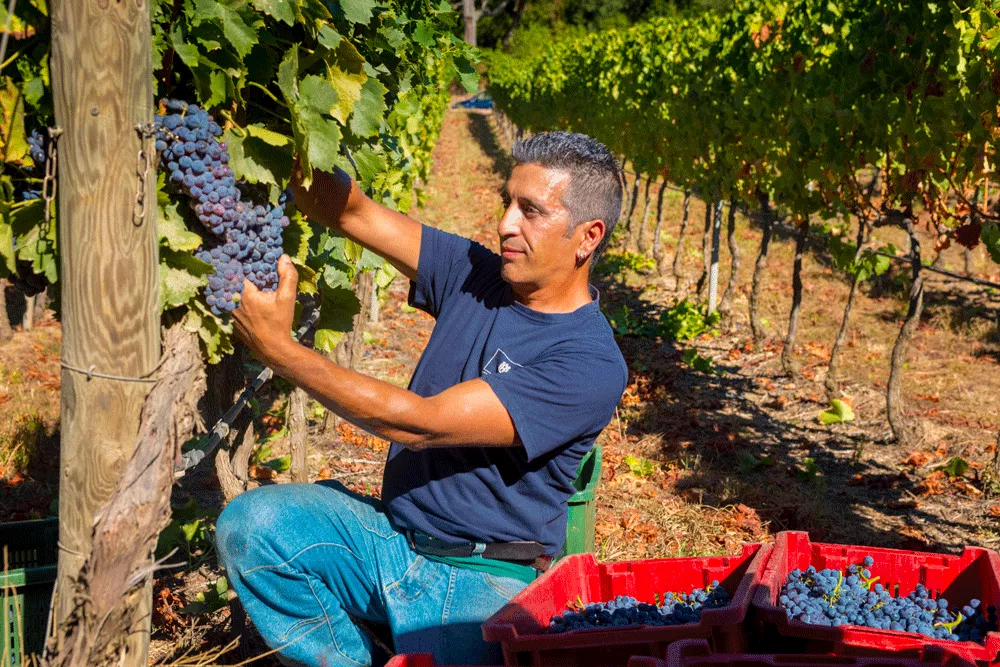 Cannonau grapes are specially selected and harvested to make rosato