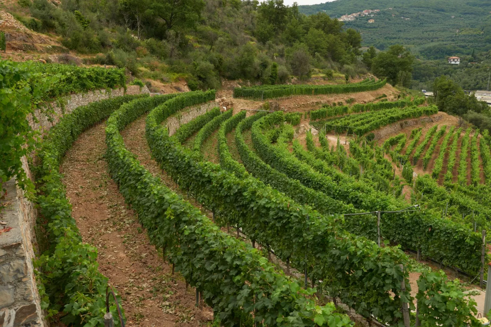 Laura Aschero's vineyards located about 150 metres above sea level
