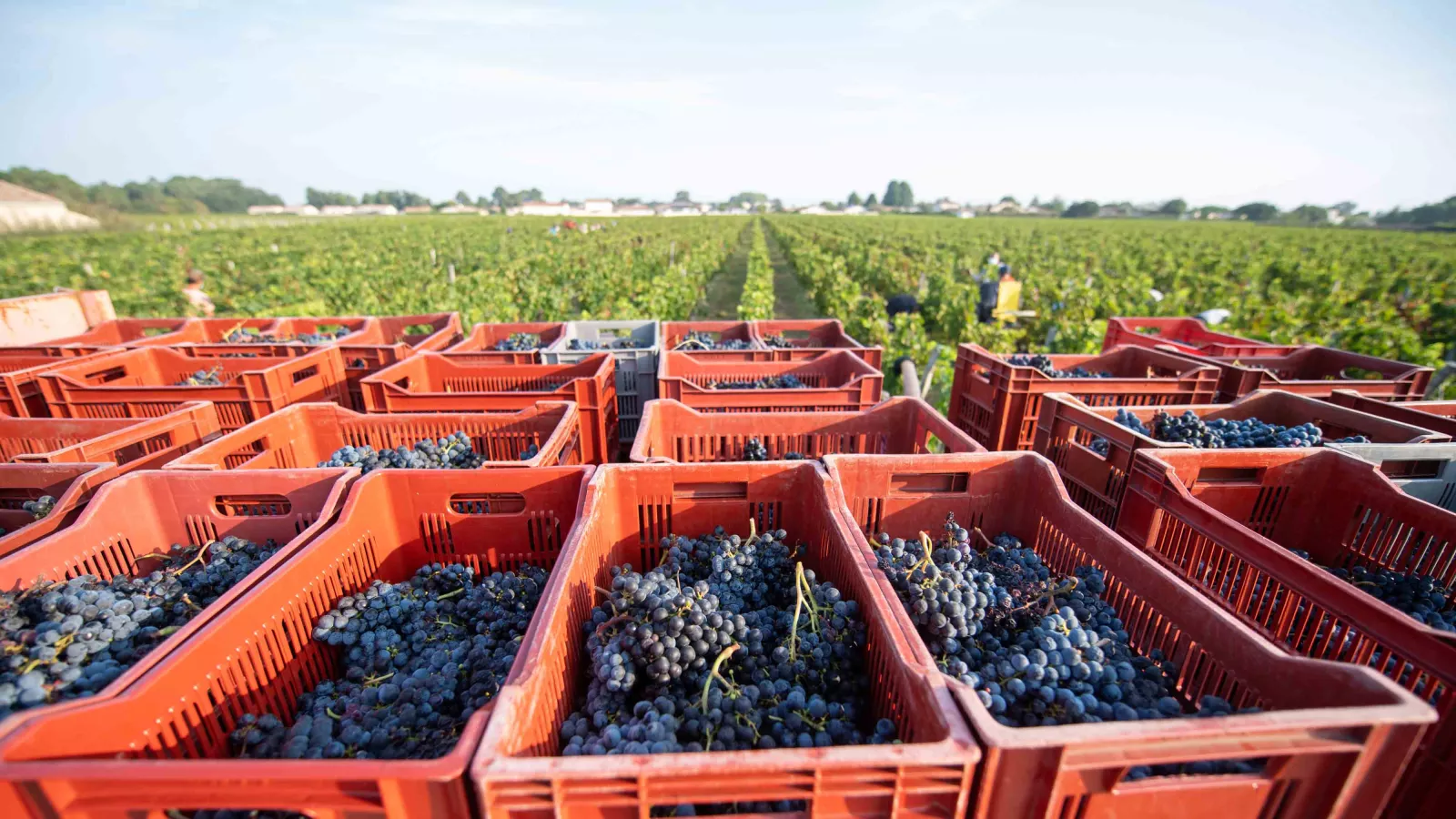 Château de Malleret : Focussing on quality of the grapes.