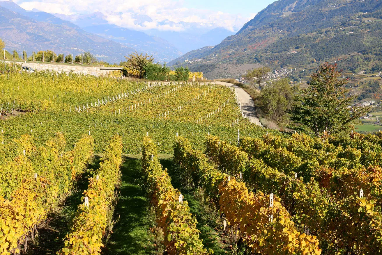 The vineyards at la Source in the Aosta valley