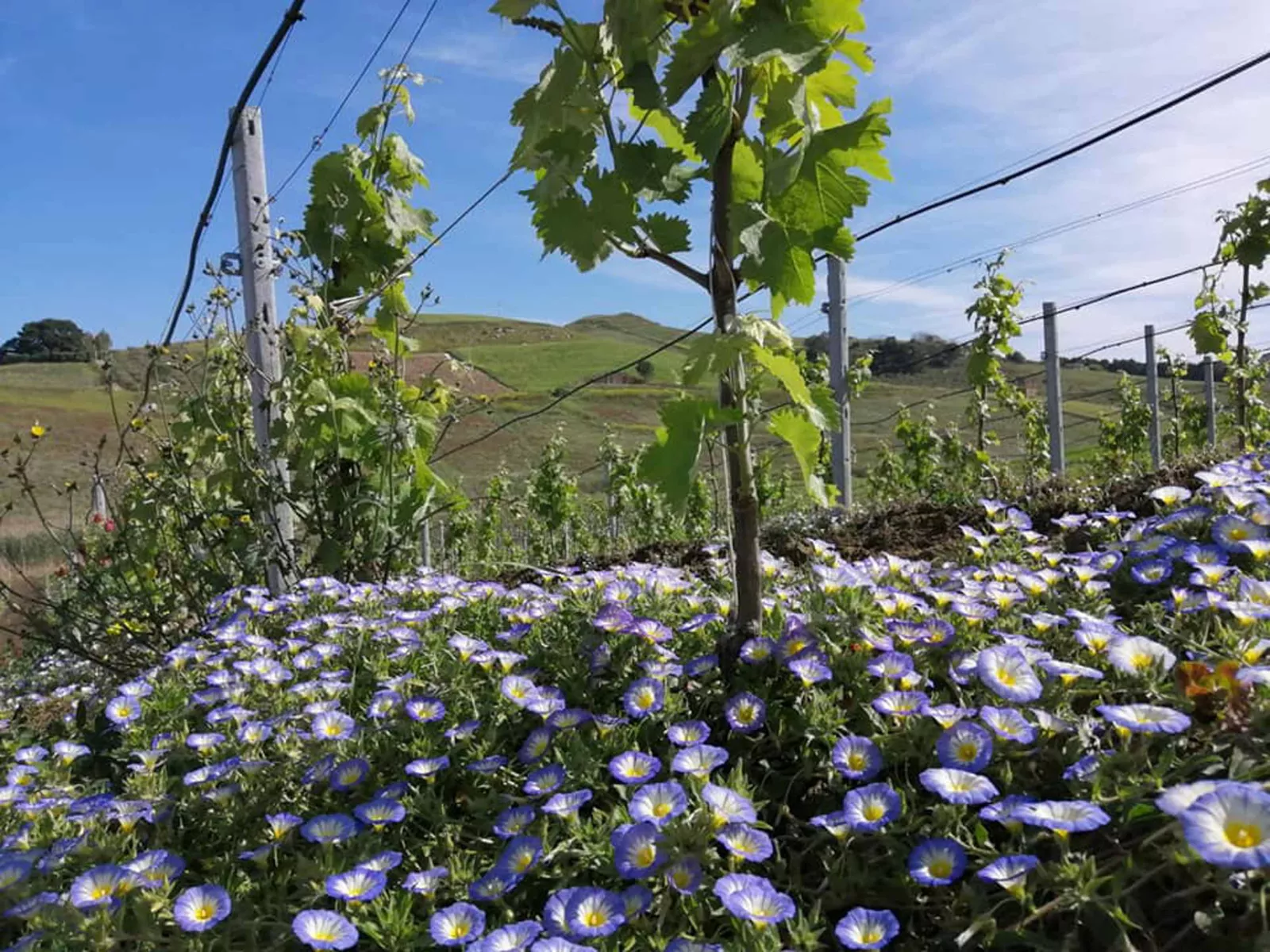 The vineyards of Cantina Ferreri, cultivated with respect for biodiversity
