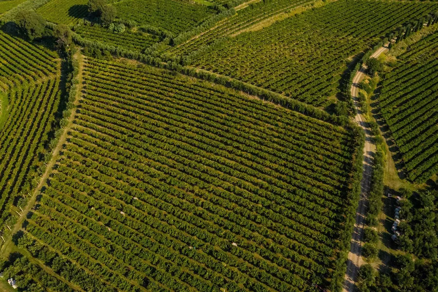 Riondo Vineyards