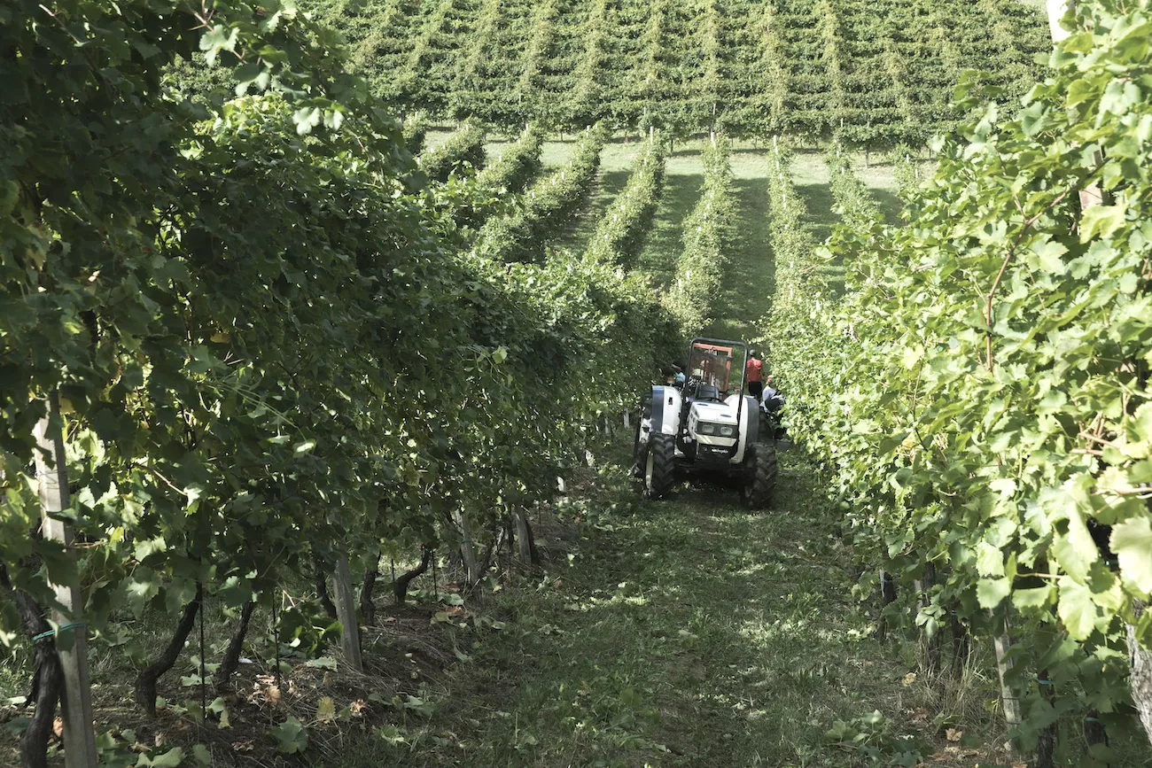 Bacio della Luna: Sustainable Prosecco Winery.