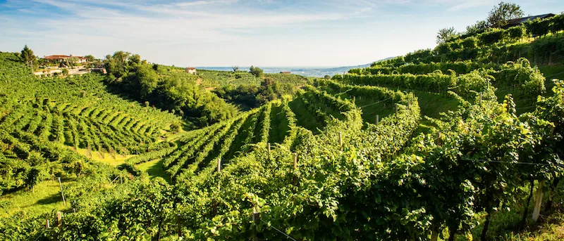 Zardetto has been producing and marketing sparkling wines for more than fifty yaers