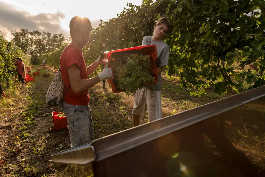Evocative images of harvesting in the vineyards