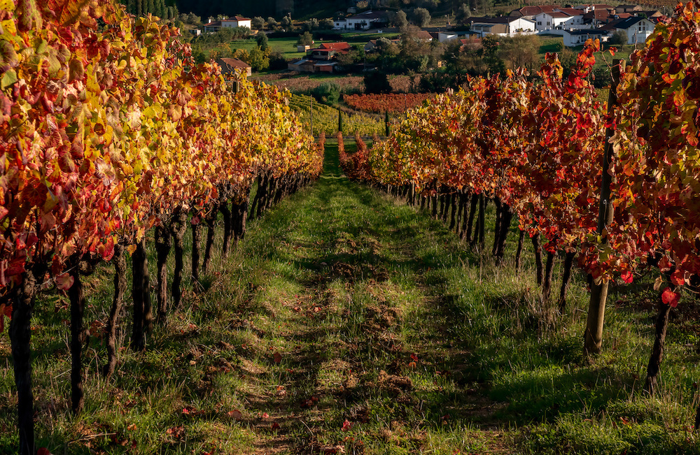 Wine history