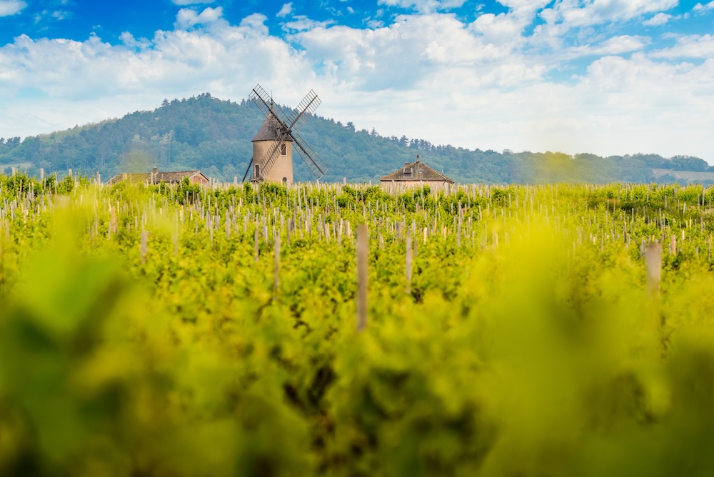 Beaujolais 2025: a vintage focused on quality and pleasure