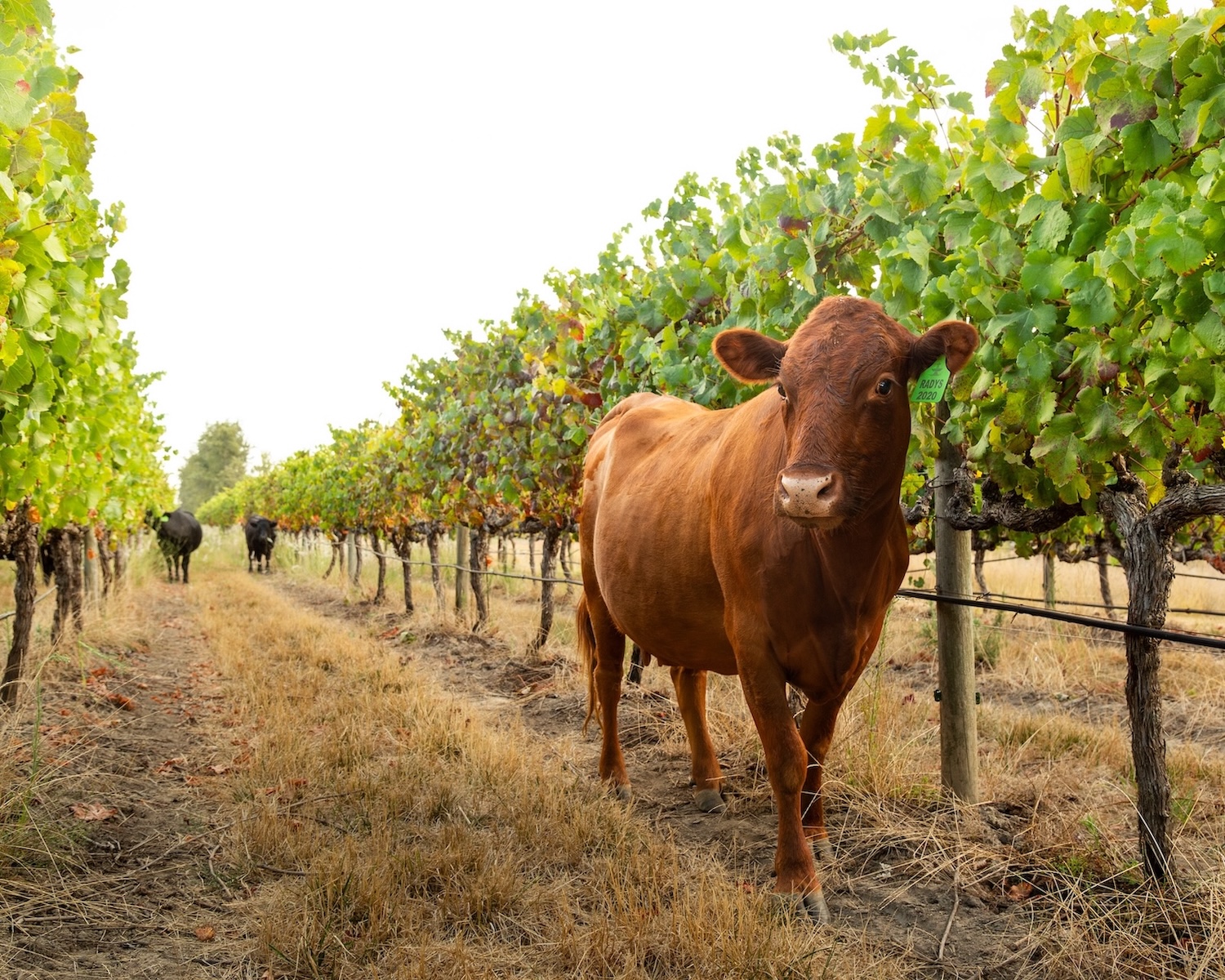 Climate-fit vines: How South African producers are planning for a drought-resilient future