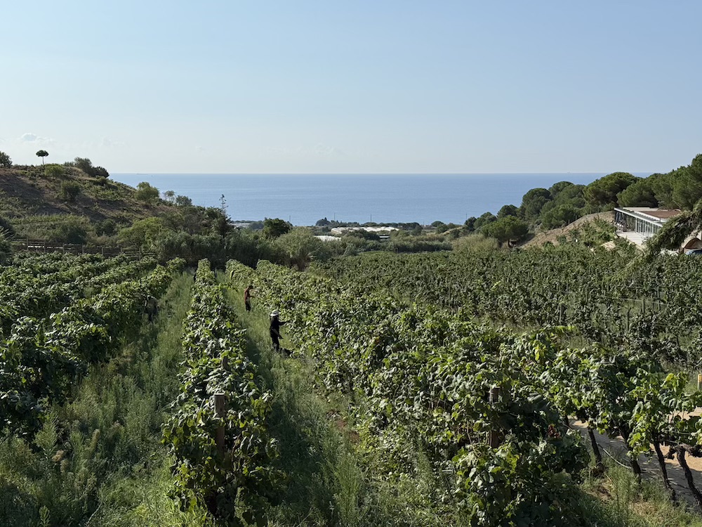 Art laietà, where authenticity has a unique flavour