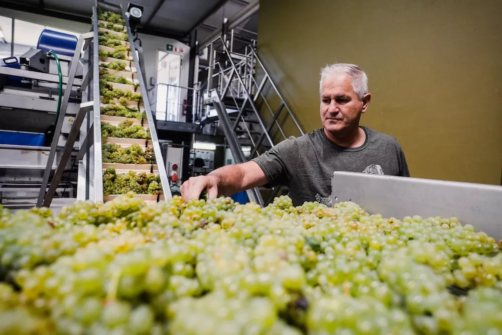 South Africa celebrates its success with Sauvignon Blanc