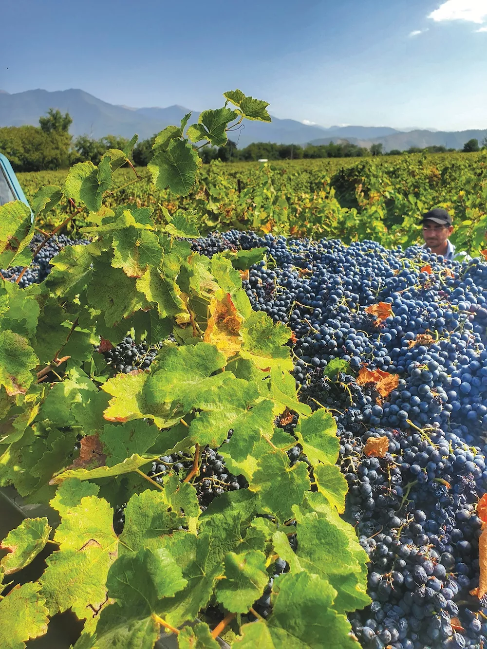 Comment conquérir le cœur des amateurs de vin allemands