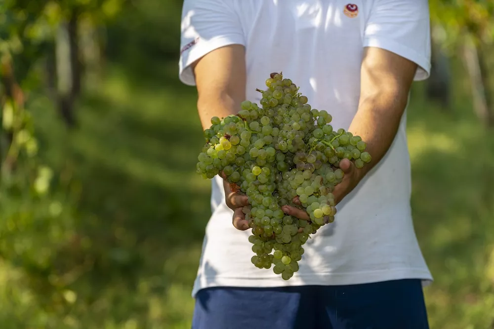 Verdicchio: Quintessential Marche and the most acclaimed white wine in Italy