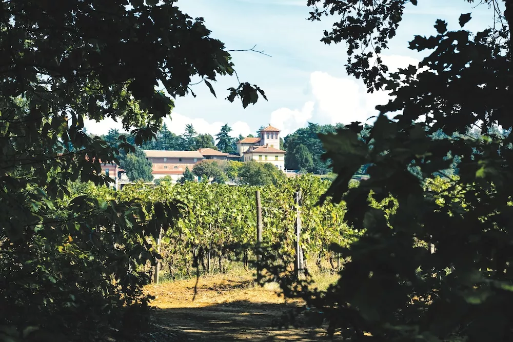 Piedmont  A kaleidoscope of grape varieties and vineyard sites