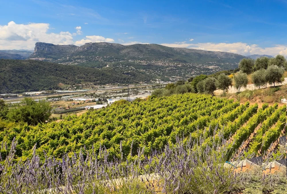 The hidden talent of Provence’s red wines
