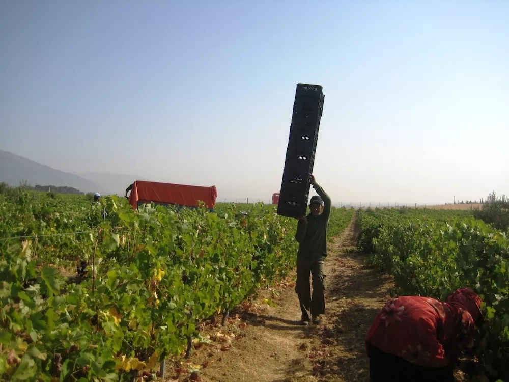 How Lebanese terroir and wineries are expressions of an ancient land