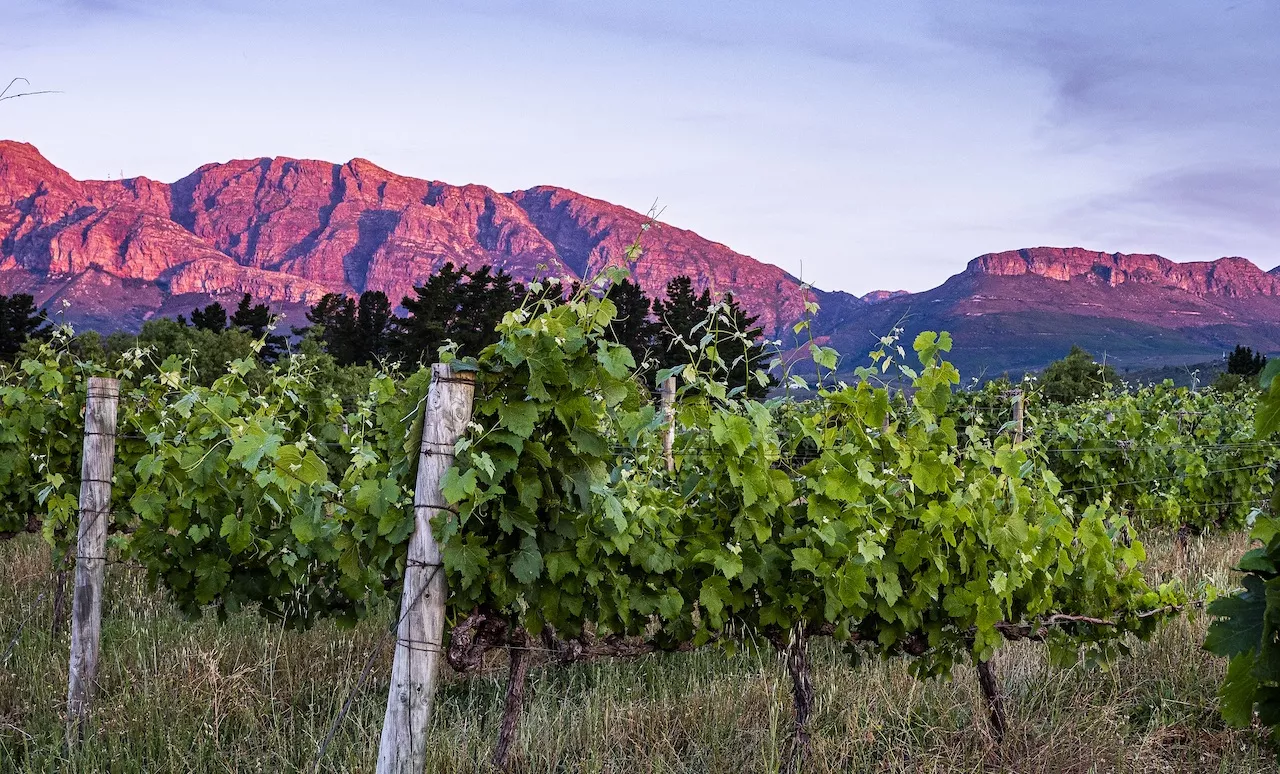 Le Pinotage, chouchou des sud-africains