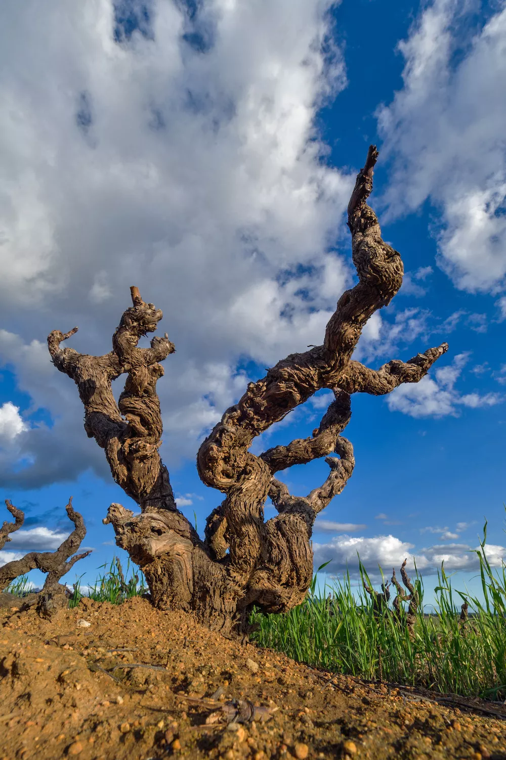 Sur la piste des sols du grand Pinotage