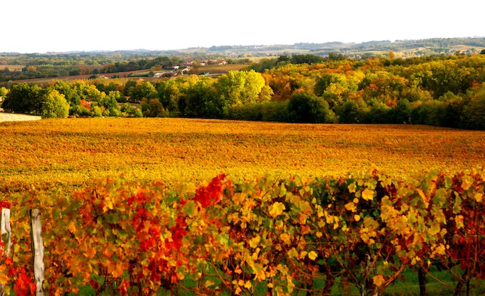 Are Bordeaux Cabernets under threat?