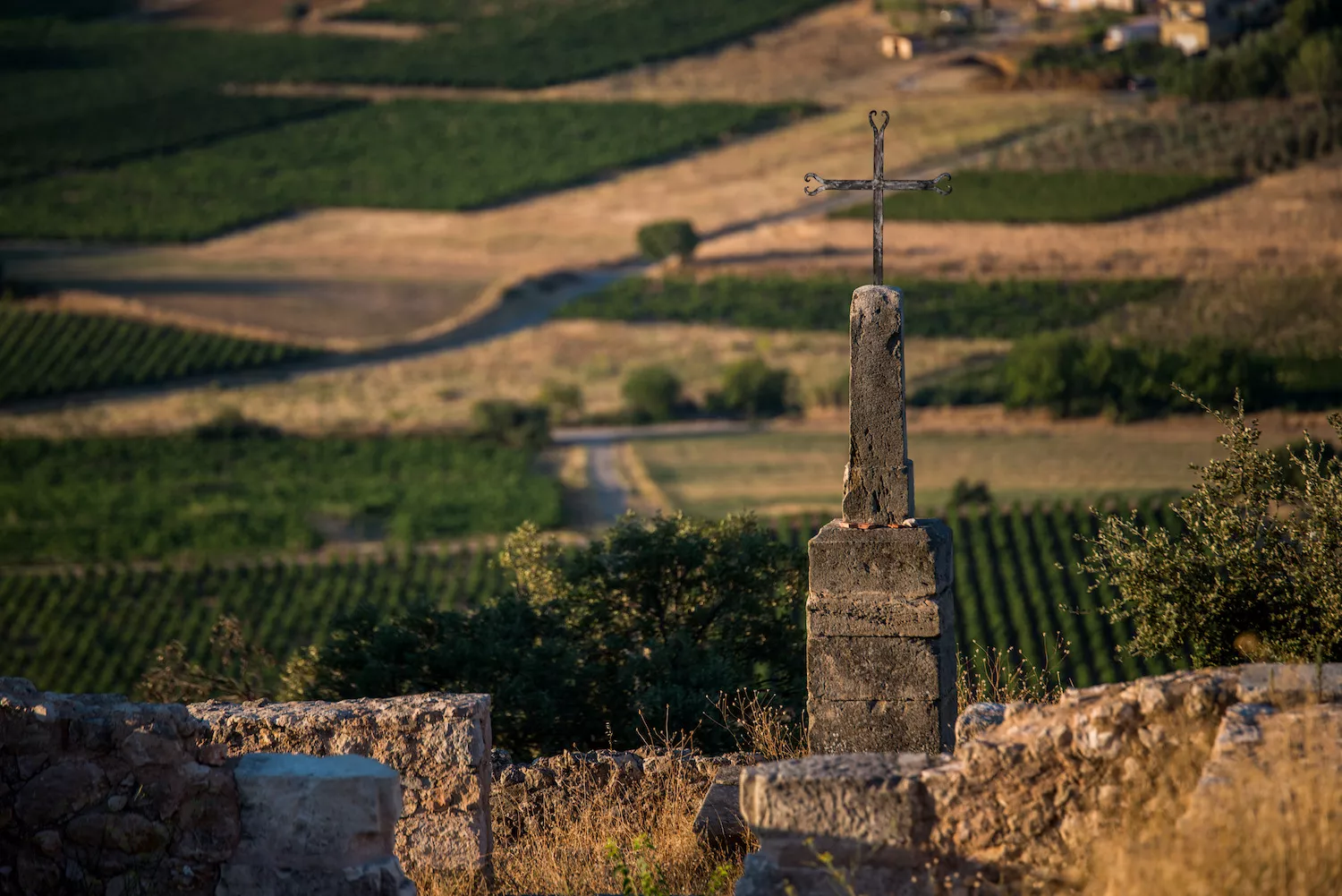 Terra Vitis: The Rising star of Environnemental Endorsements