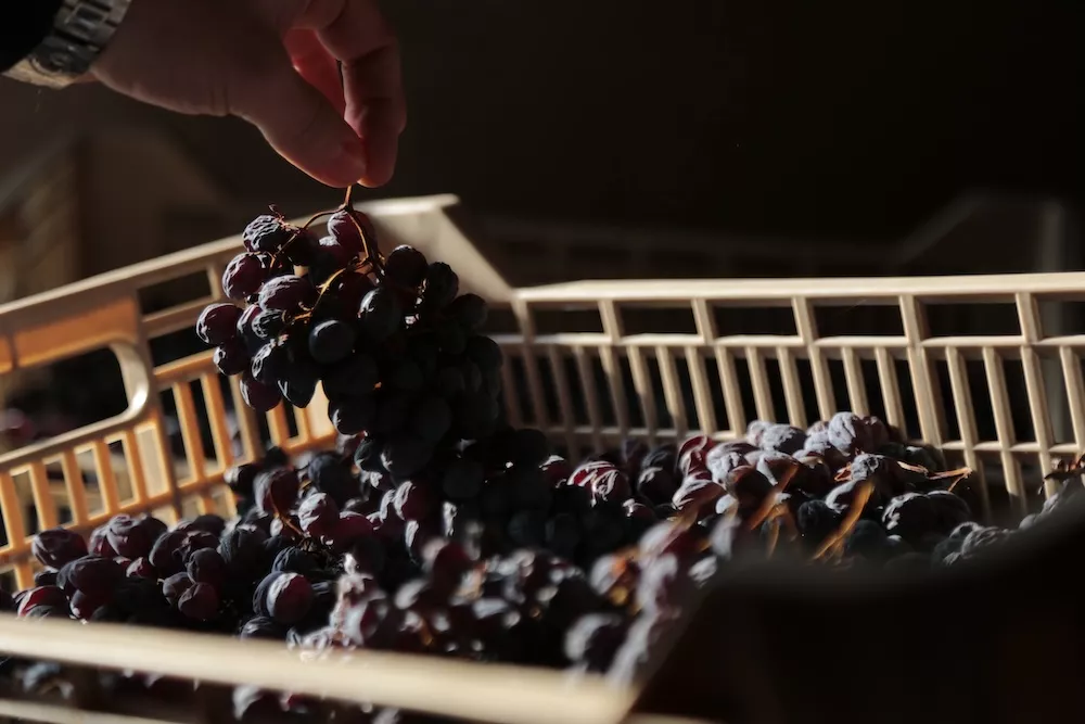 How Valpolicella reconciles tradition with a global vision
