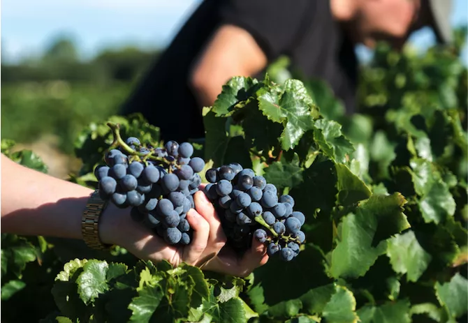 Vallée du Rhône : Syrah et Grenache, bien plus qu'une histoire de deux cépages
