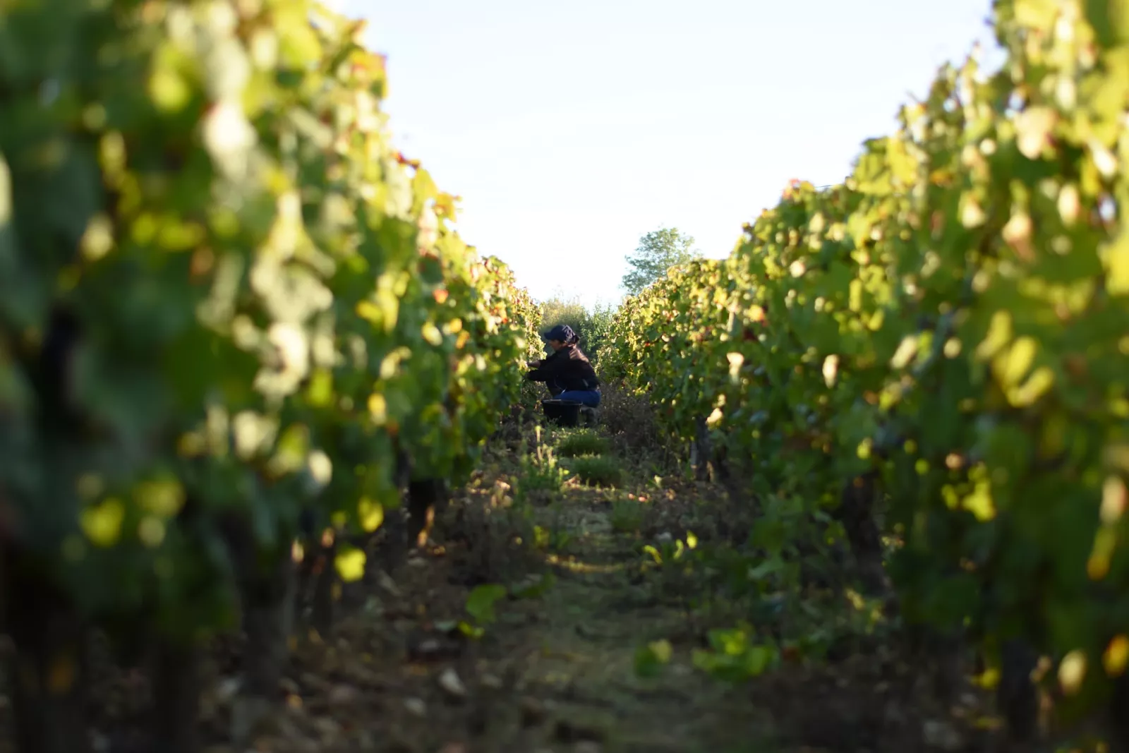 Vins de France : Un espace de liberté très qualitatif