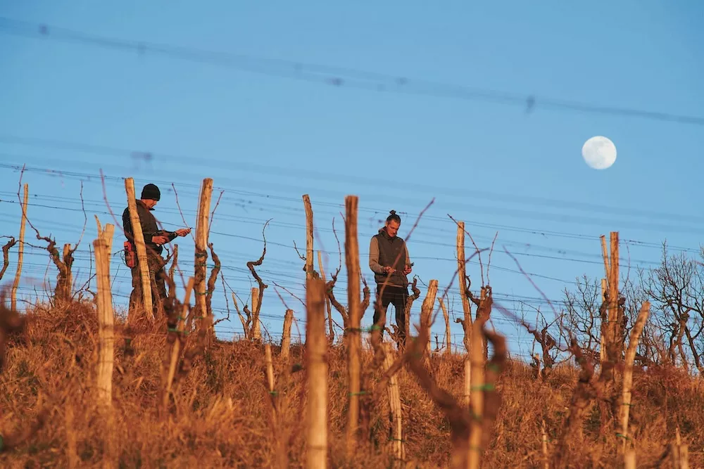 SLOVENIA: A LAND OF ARTISAN WINE