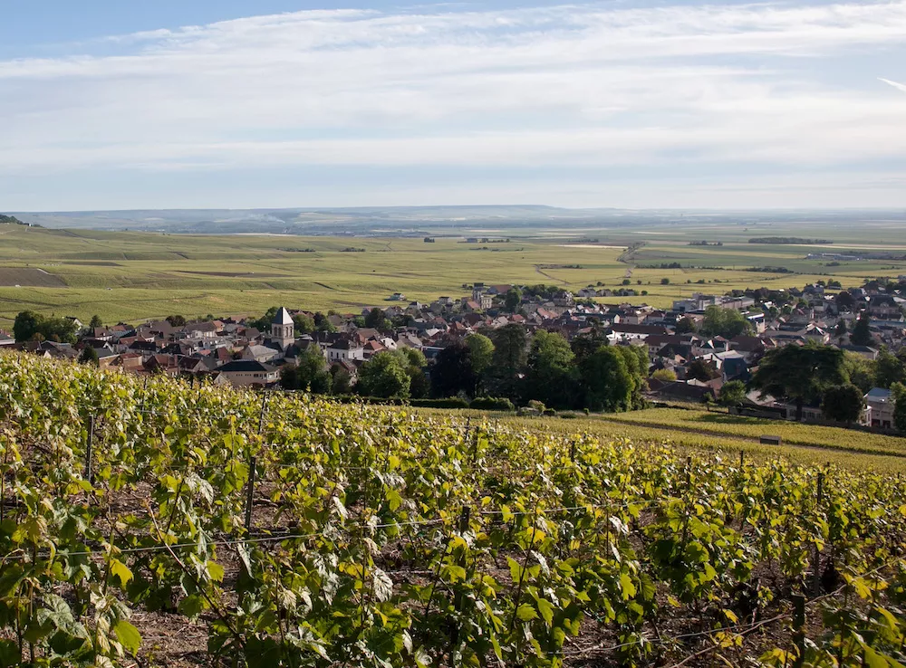 17 Champagne Grands Crus under scrutiny