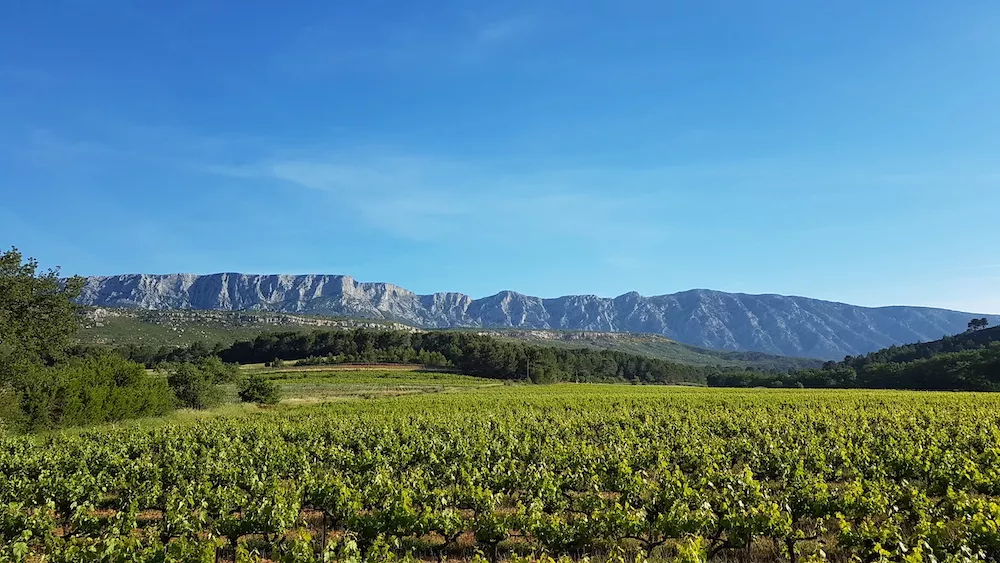 Mourvèdre, the variety with the sun under its skin