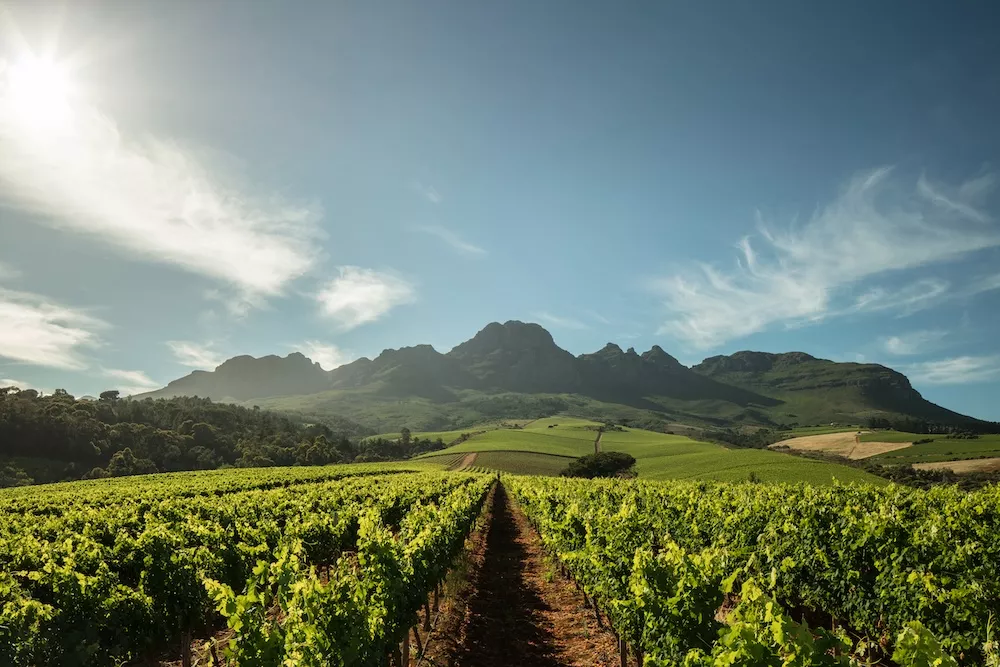 Stellenbosch : bâtir un héritage comme « l'autre grande région du cabernet »