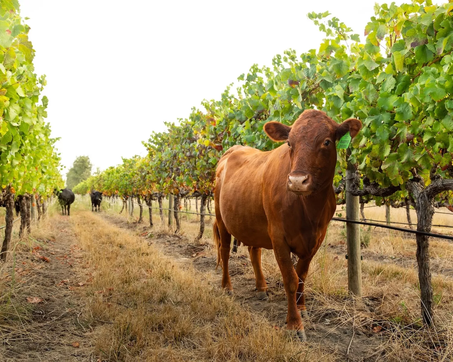 Des vignes adaptées au climat : comment les producteurs sud-africains préparent un avenir résilient à la sécheresse.