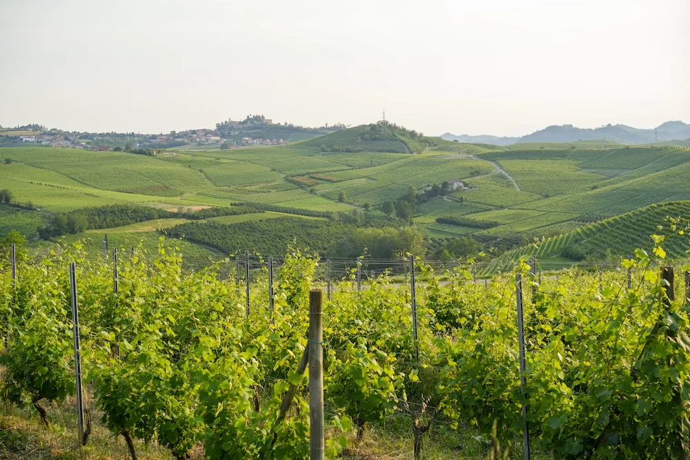 Pinot Grigio, the Italian crowd-pleaser