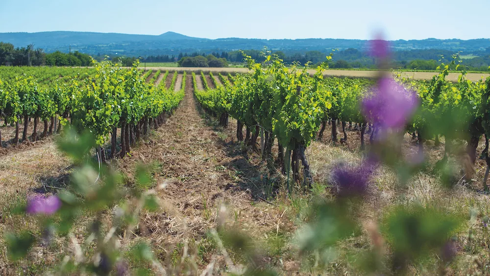 Immersion sensorielle en Provence