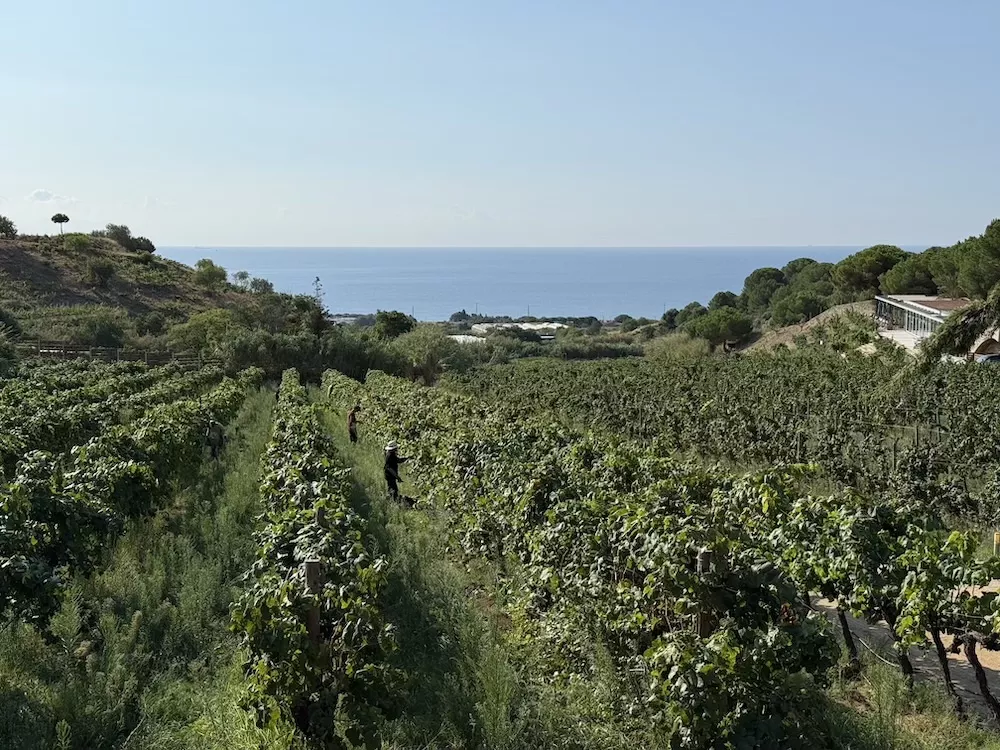Art Laietà, quand l'authenticité prend une saveur unique