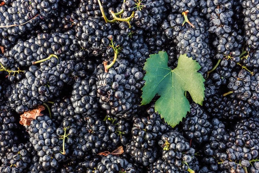 Le Pinotage a 100 ans : un héritage réinventé