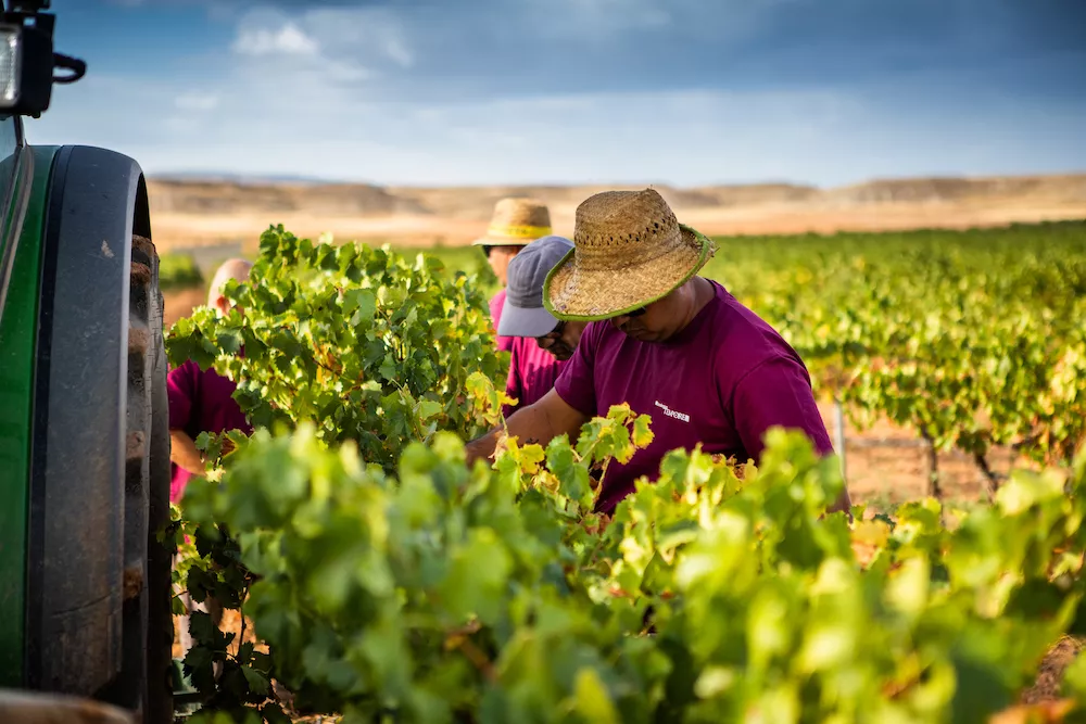 Spanish rosés excel in export markets