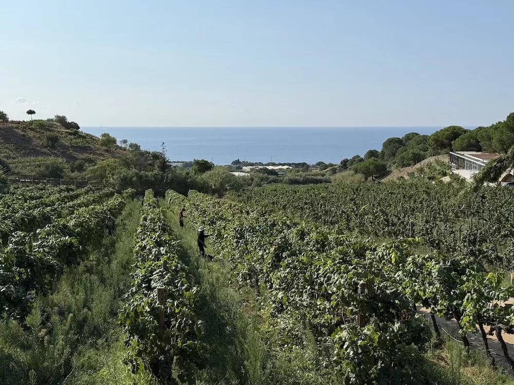 Art laietà, where authenticity has a unique flavour