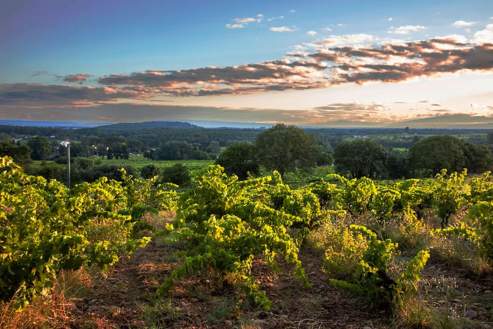 Lirac, Tavel & Châteauneuf-du-Pape diamonds in the rough