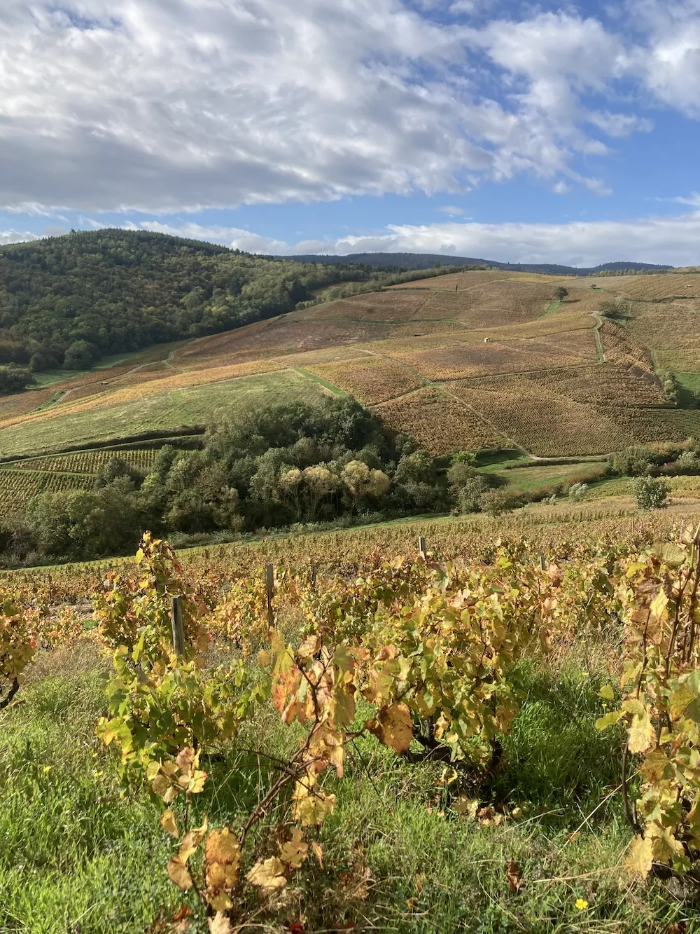 Beaujolais nouveau 2024, une session unique !