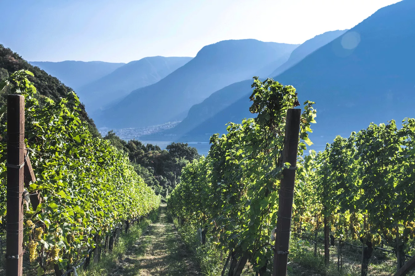 Italian rosé enjoys exponential growth