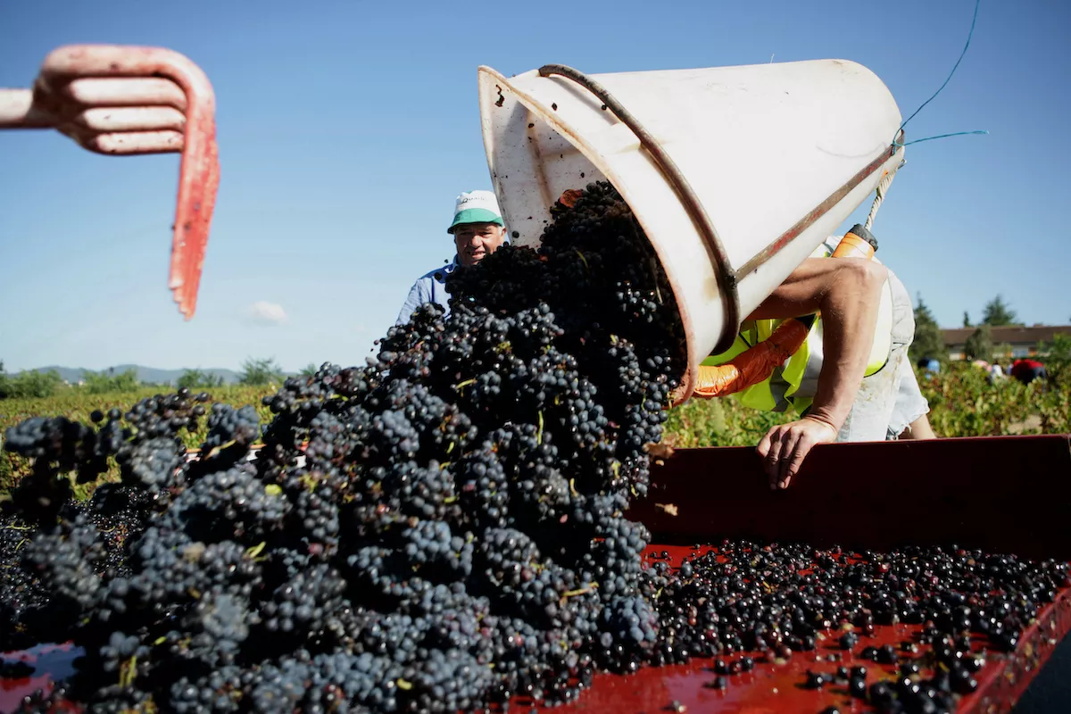 Beaujolais Crus: back in the limelight