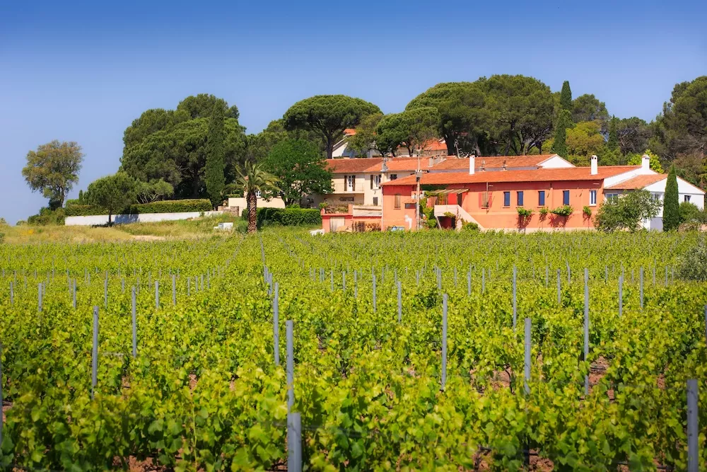 The incredible archipelago of Provence rosés